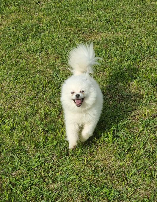 Pomeranian