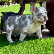French Bulldog
