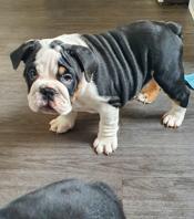 english bulldog