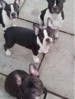 French bulldog