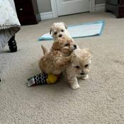 Maltipoo