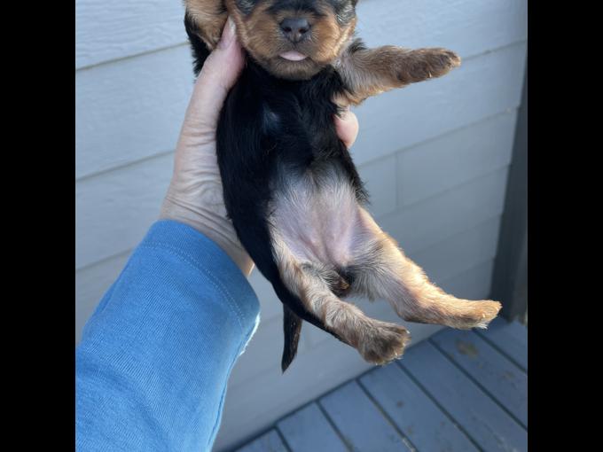 Yorkshire terrier