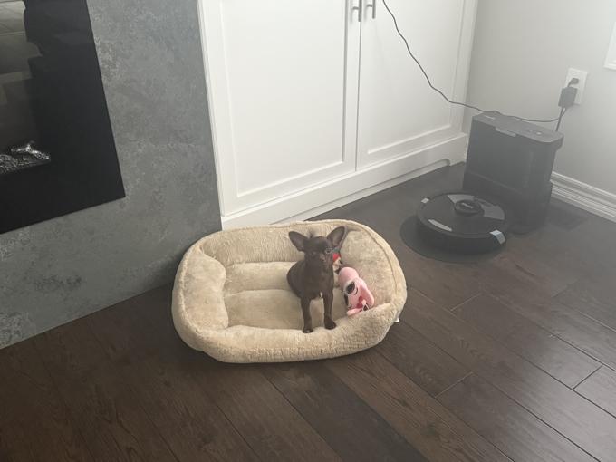 Chihuahua