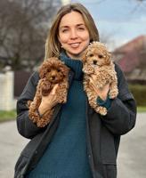 Maltipoo