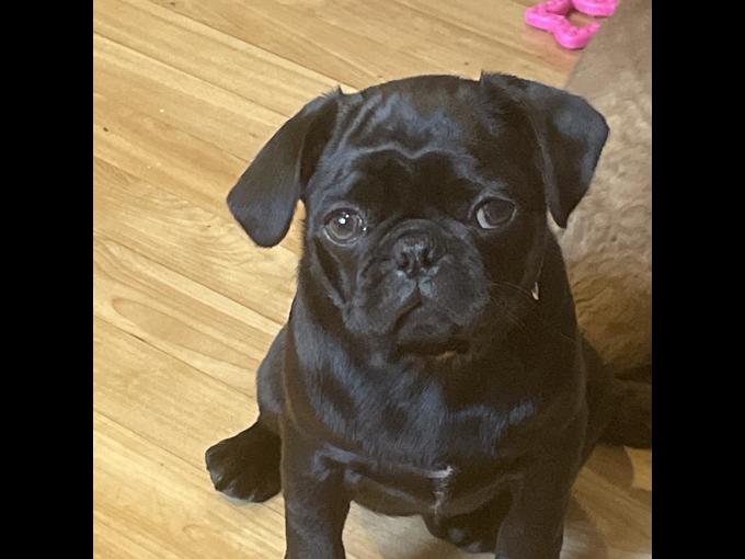 Pug