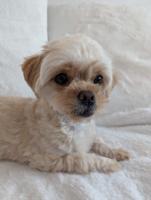 Maltipoo