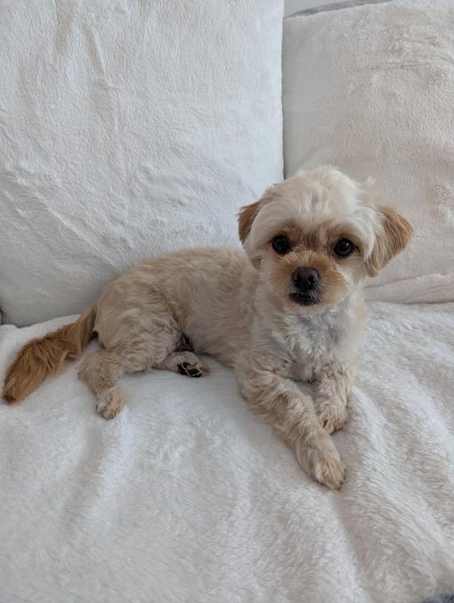 Maltipoo
