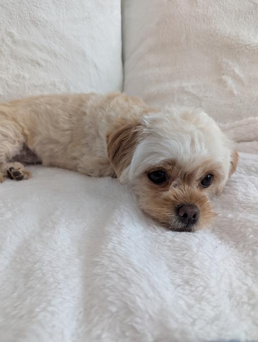 Maltipoo