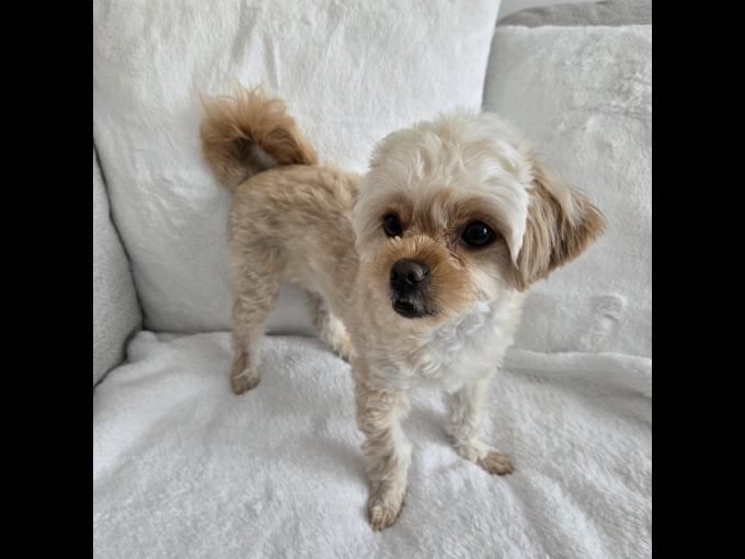 Maltipoo