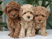 Poodle