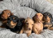 Dachshund