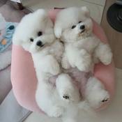 Bichon frise