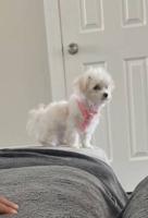 maltese