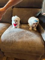 Maltese