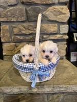 maltese