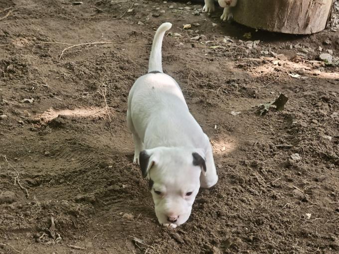 Terrier