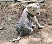 Terrier