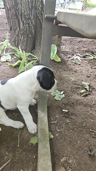 Terrier
