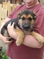 German shepard