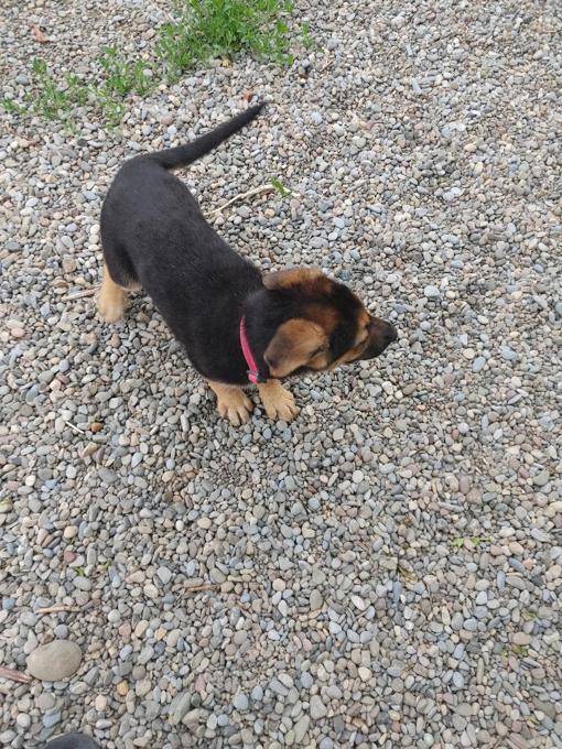 German shepard