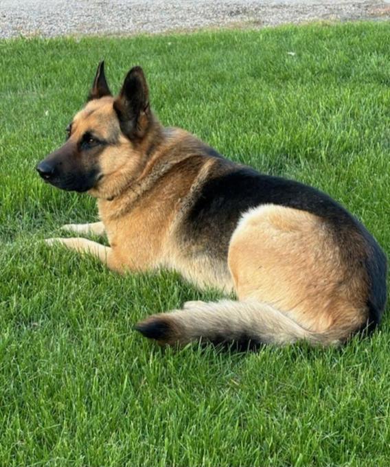 German shepard
