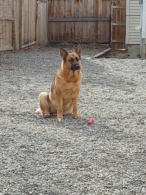 German shepard