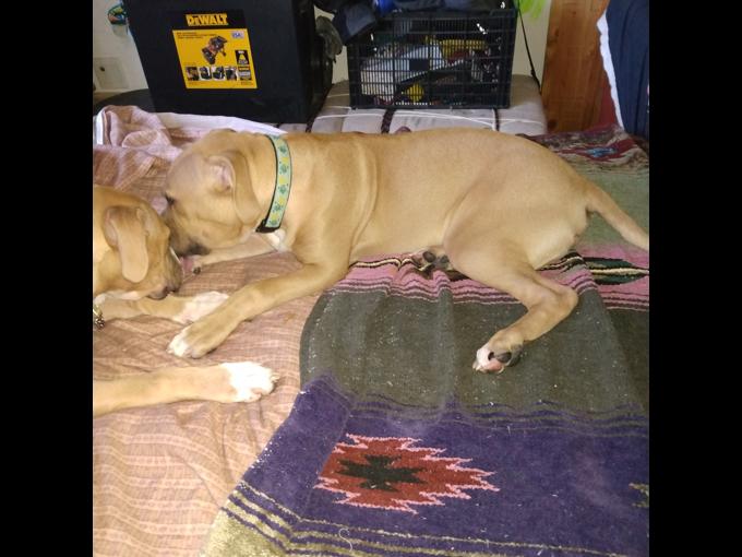 Pitbull