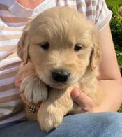 golden retriever
