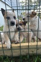 Australian Cattle Dog
