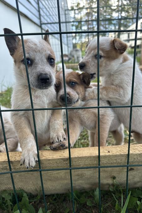 Australian Cattle Dog
