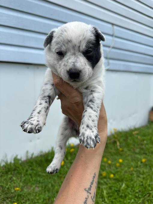 Australian Cattle Dog