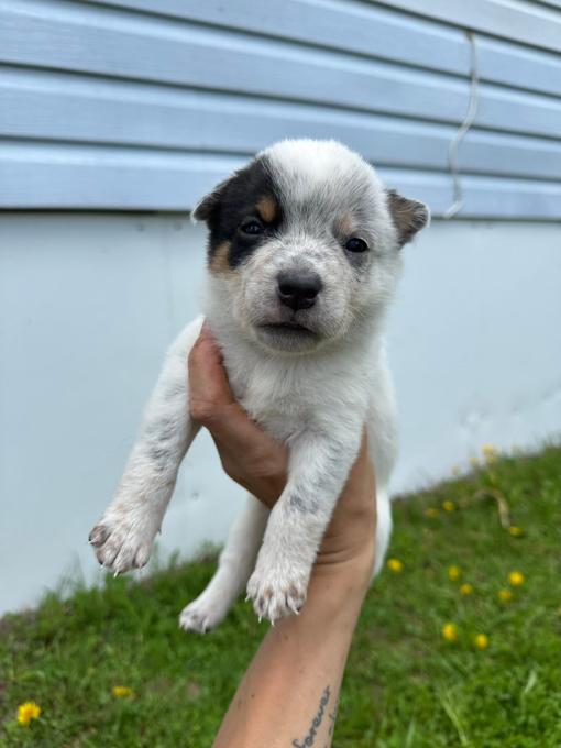 Australian Cattle Dog