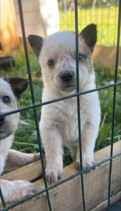 Australian Cattle Dog