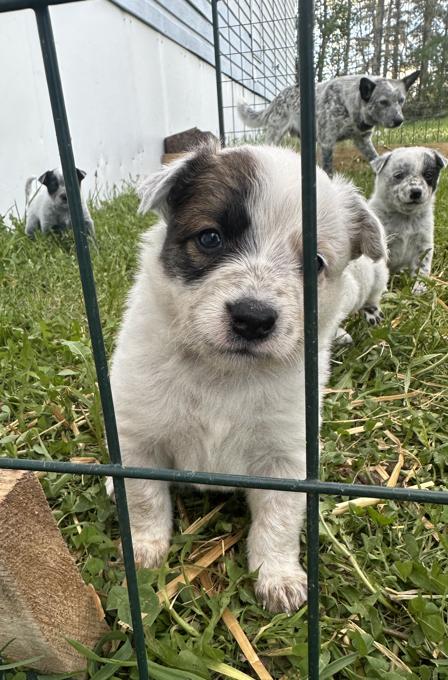 Australian Cattle Dog