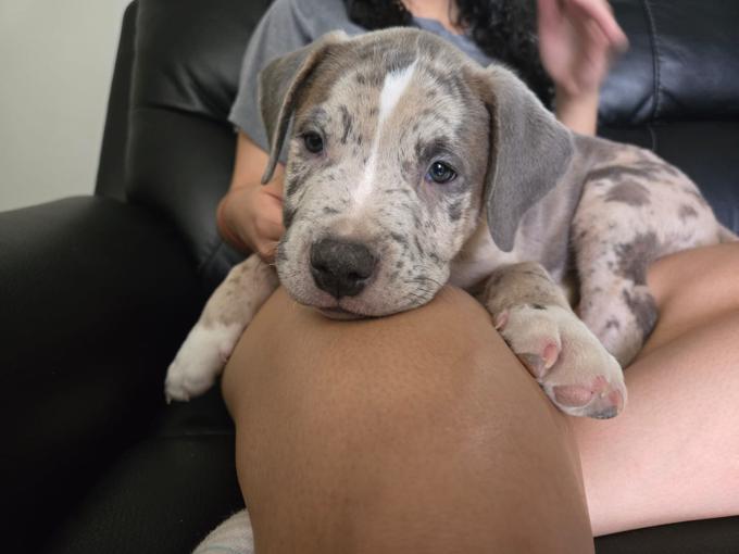 American bully