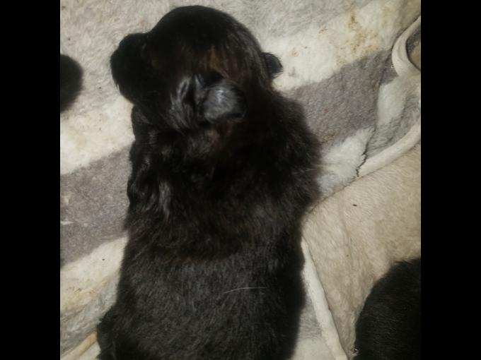 Pomeranian Chihuahua