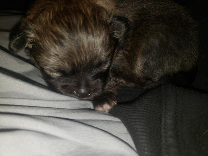 Pomeranian Chihuahua