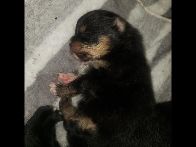 Pomeranian Chihuahua