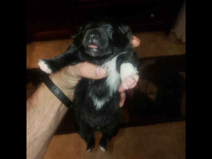 Pomeranian Chihuahua