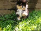 Pomeranian Chihuahua