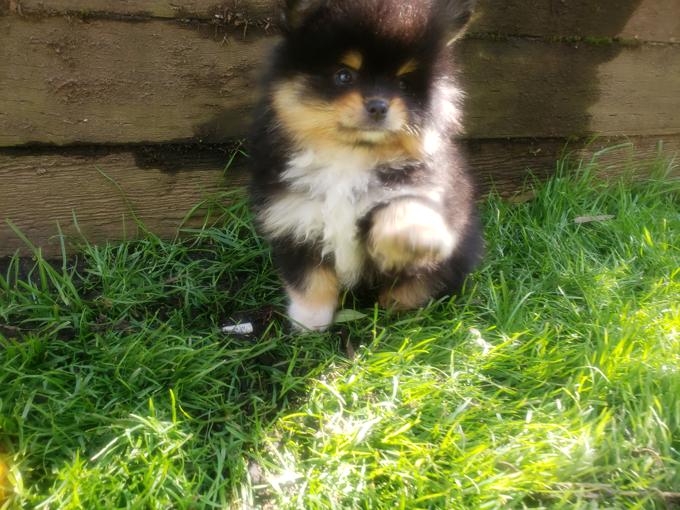 Pomeranian Chihuahua