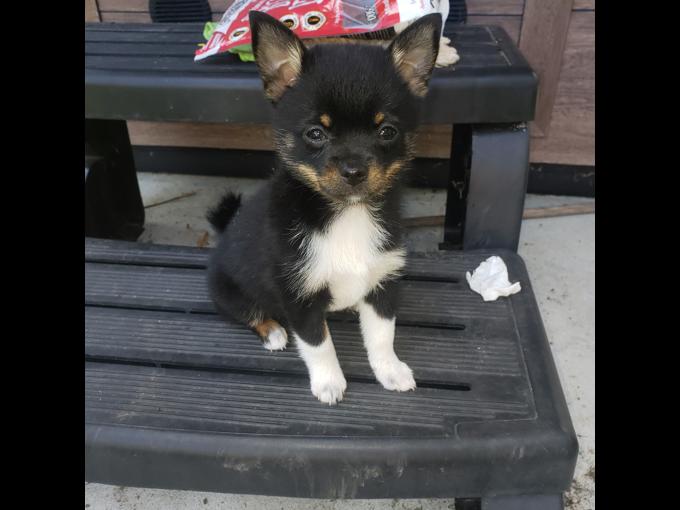Pomeranian Chihuahua