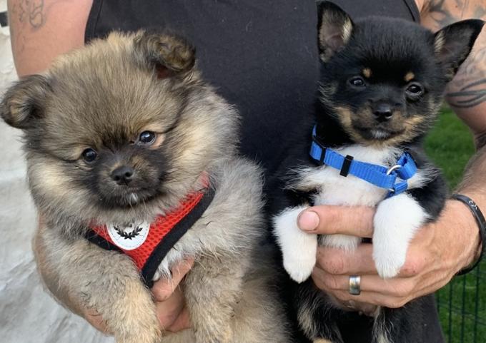 Pomeranian Chihuahua