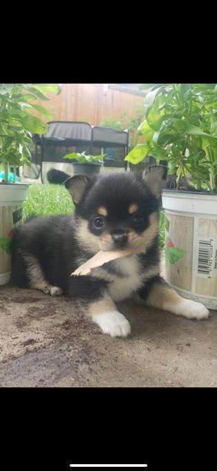 Pomeranian Chihuahua