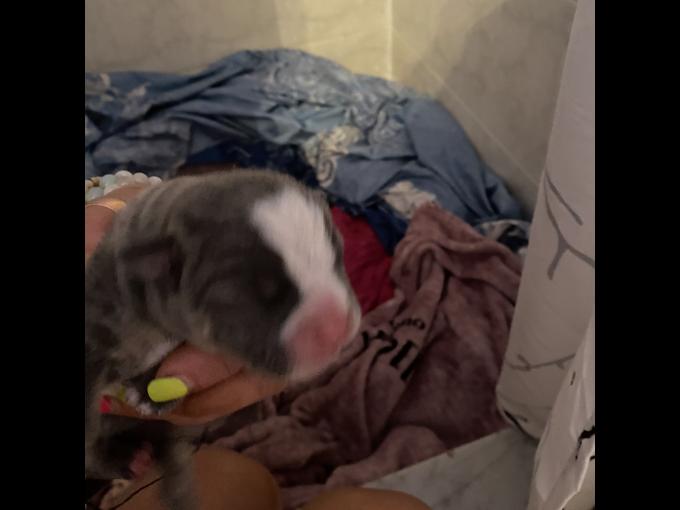 English Bulldog Pocket Bully Mix