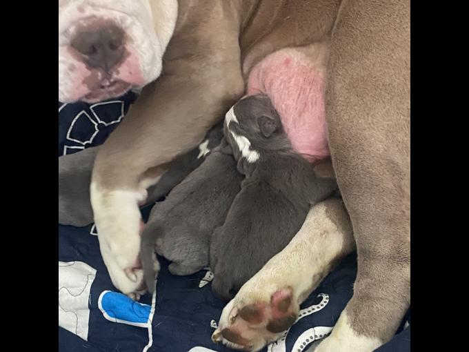 English Bulldog Pocket Bully Mix