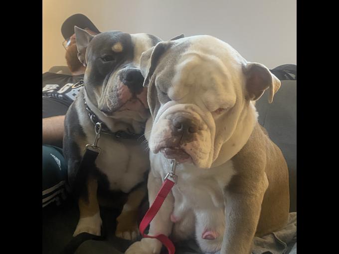 English Bulldog Pocket Bully Mix