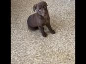Labrador retriever