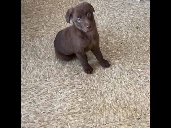 Labrador retriever