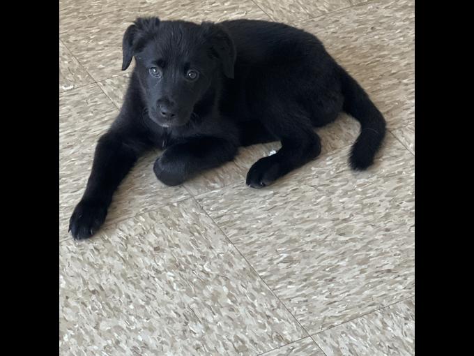 Labrador retriever